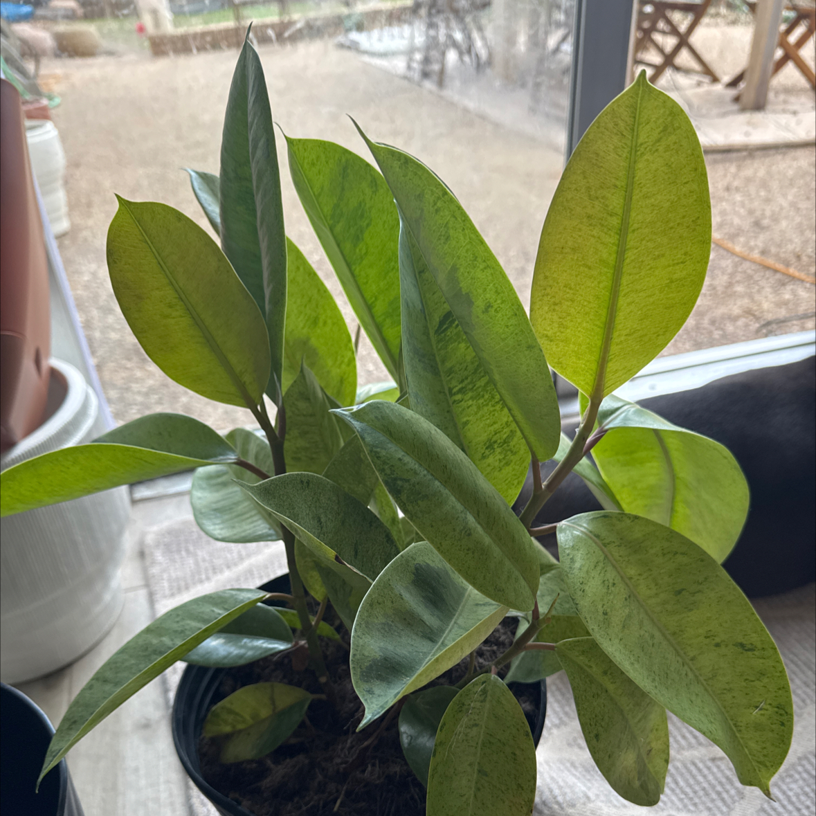 Photo of the plant species Ficus Moonshine by @BBhugstrees named Luna on Greg, the plant care app