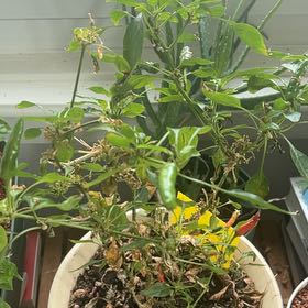 Photo of the plant species Hot Pepper by @HelperThemiller named Anne on Greg, the plant care app