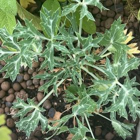 Photo of the plant species Bermuda Thistle by @HelperThemiller named Apollo on Greg, the plant care app