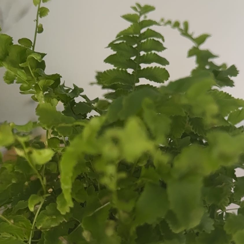 Photo of the plant species Northern Maidenhair Fern by @CunningLungwort named Coco on Greg, the plant care app