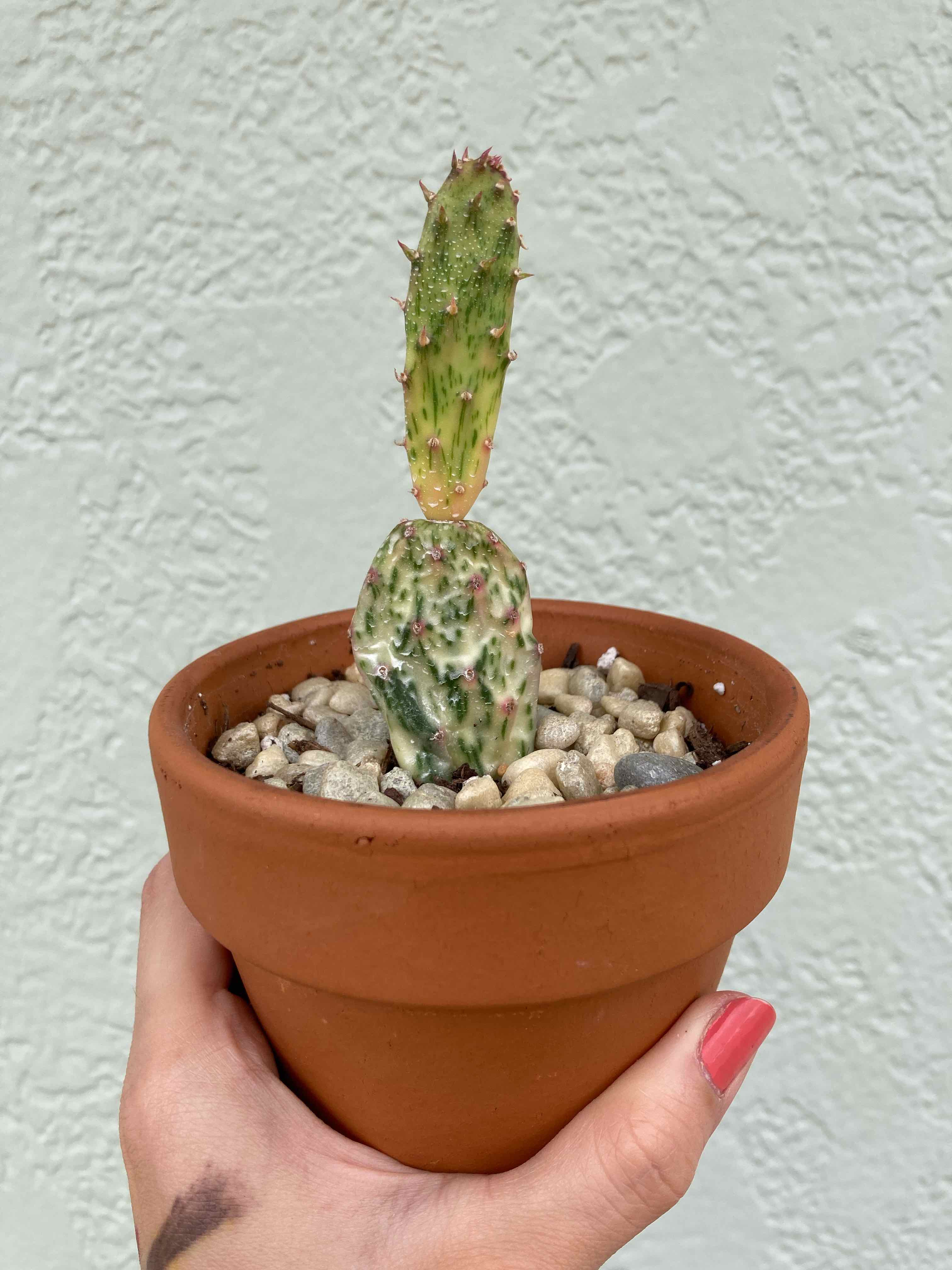 Sunburst Prickly Pear cactus in a terracotta pot with visible black spots, held by a hand.