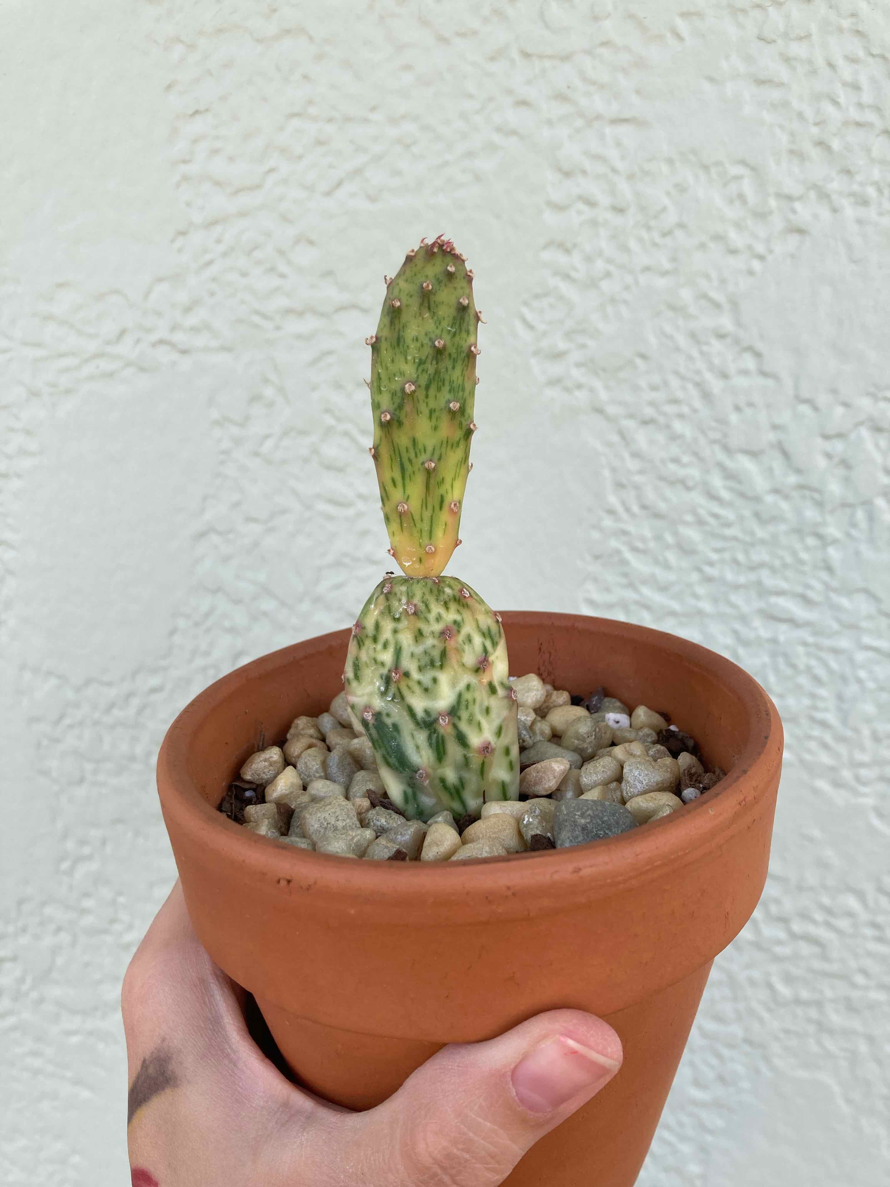 Sunburst Prickly Pear cactus in a terracotta pot with rocky soil, showing some discoloration and spots.