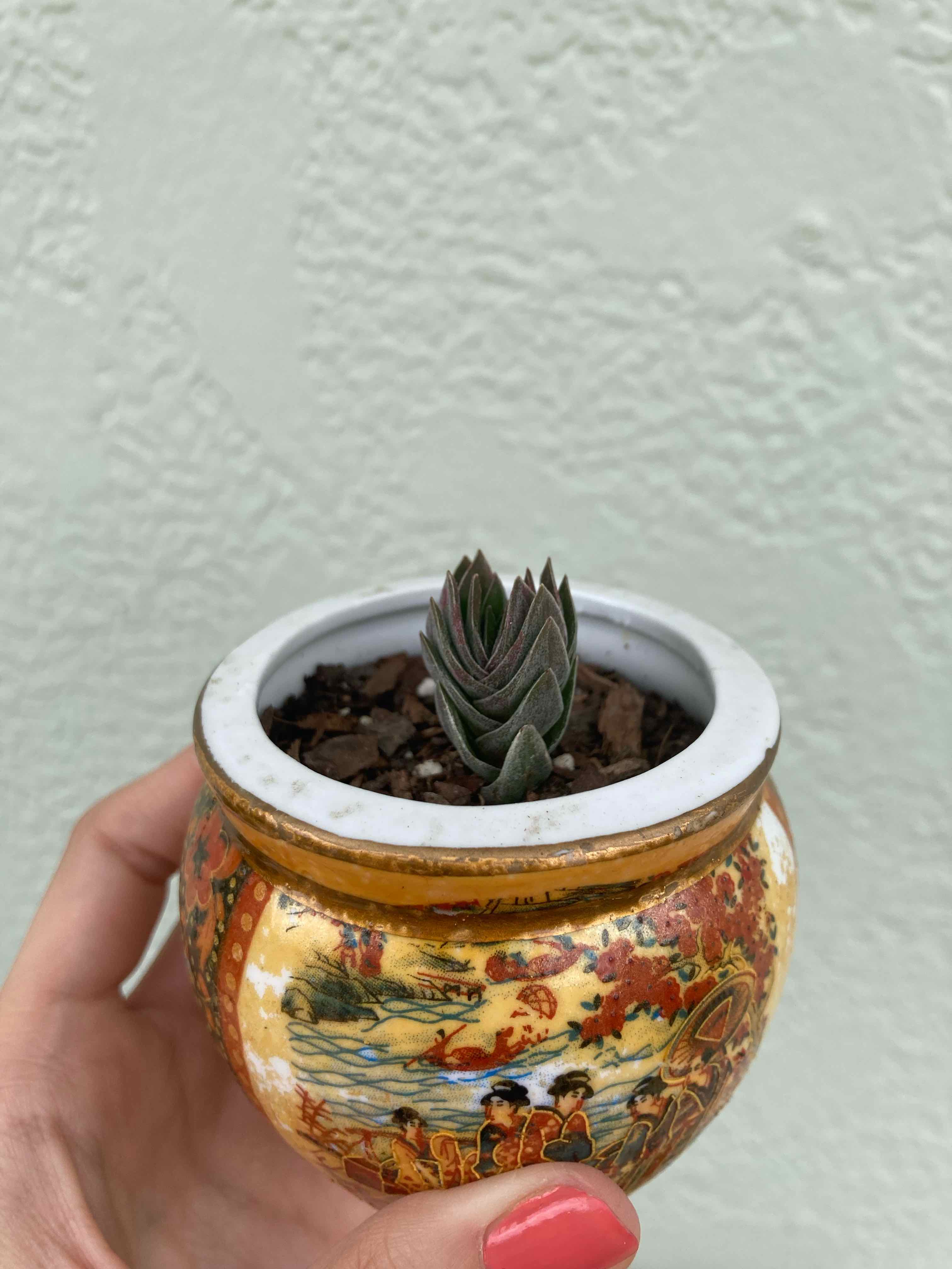 Crassula 'Buddha's Temple' plant in a decorative pot, held by a hand.