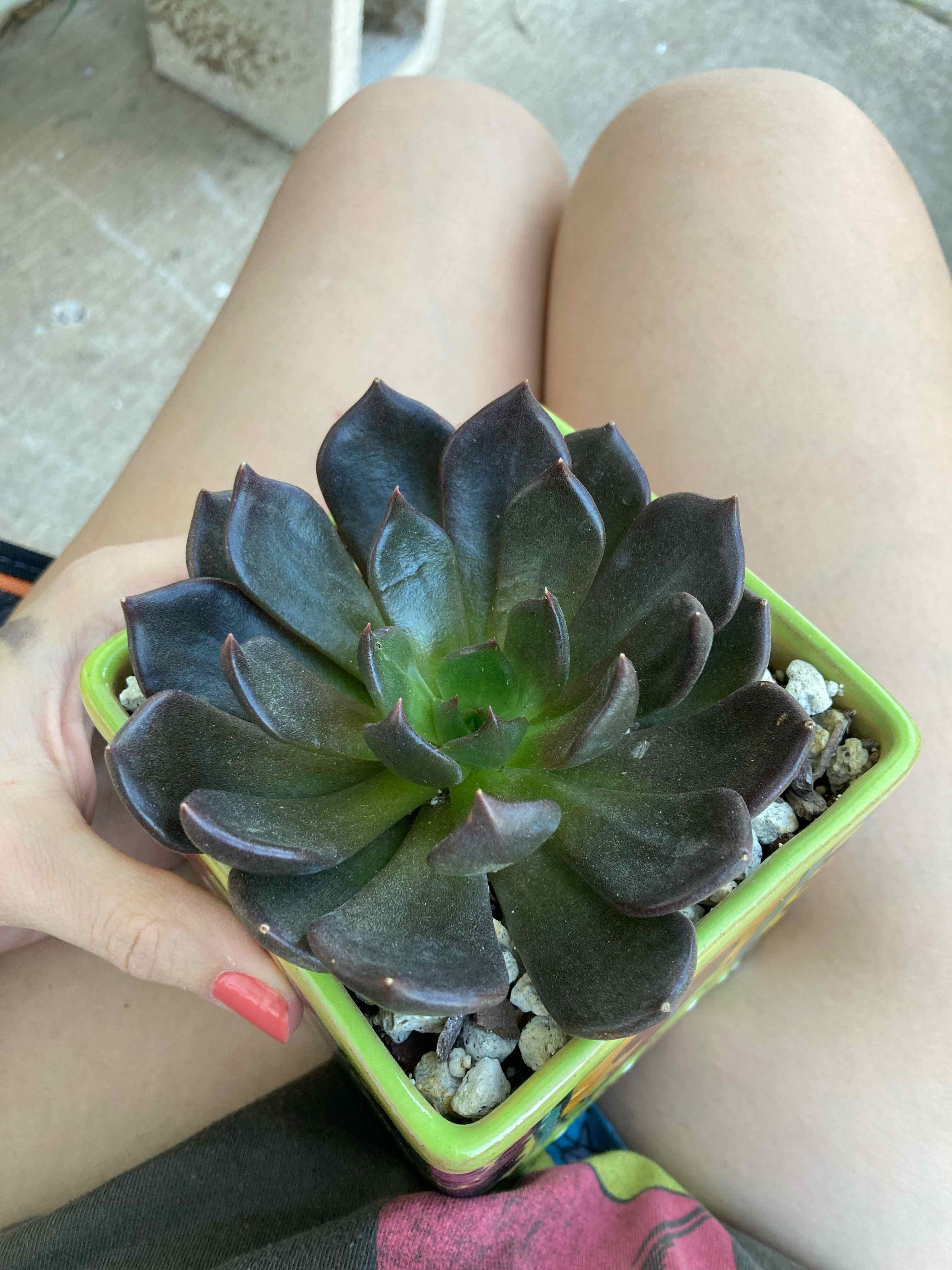 Echeveria 'Dark Moon' succulent in a small pot held by a person.