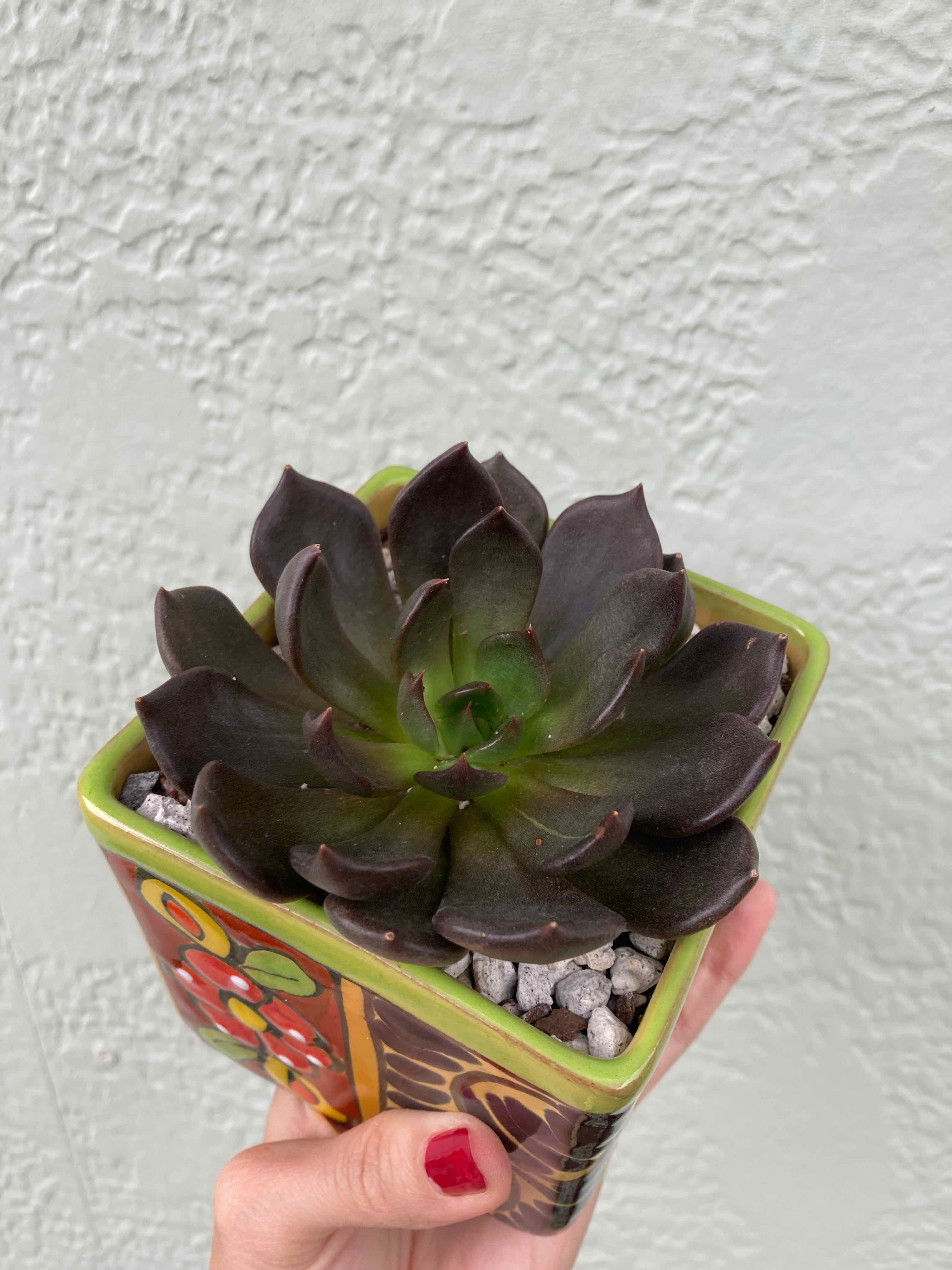 Echeveria 'Dark Moon' succulent in a decorative pot, held by a hand.