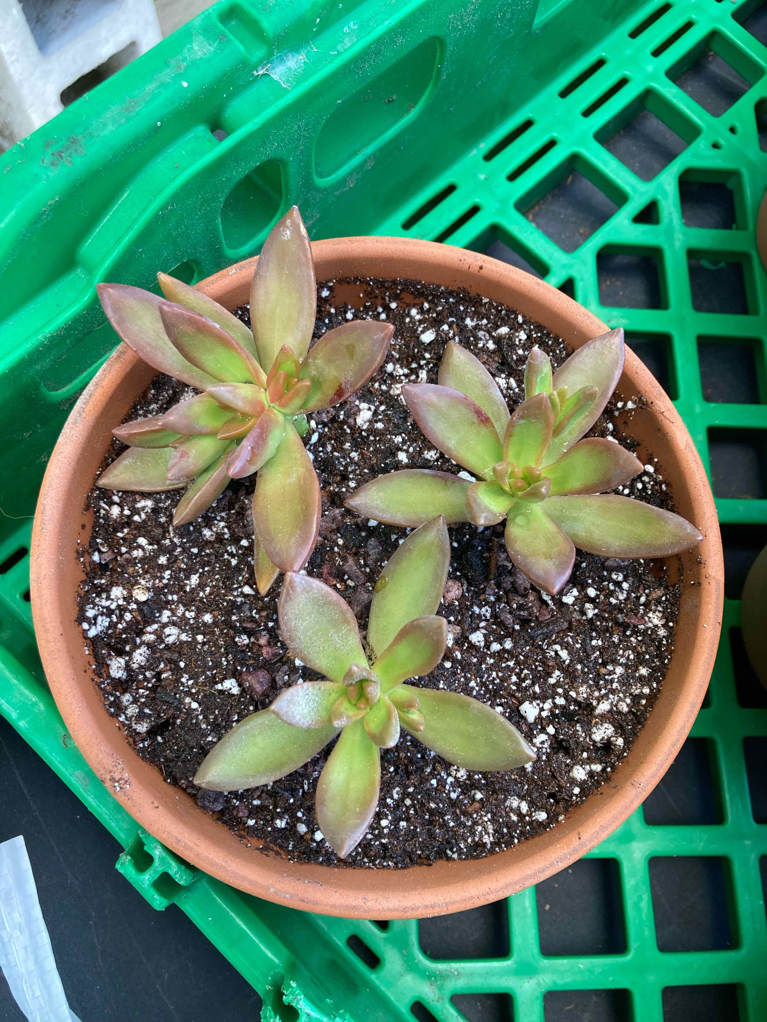 Potted Sedum 'Firestorm' plant with healthy green and red-tinged leaves.