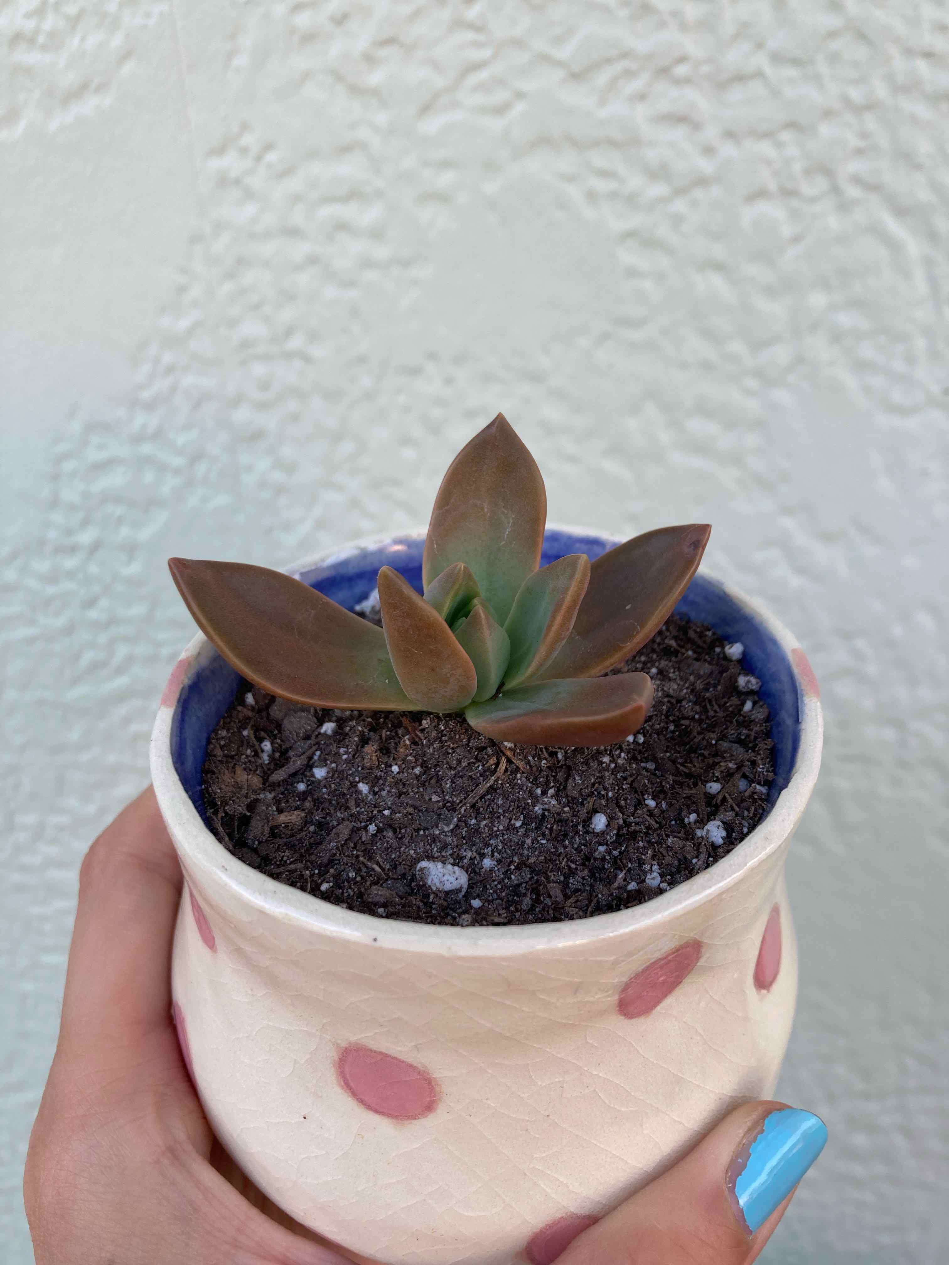 Graptosedum 'California Sunset' succulent in a pot, held by hands.