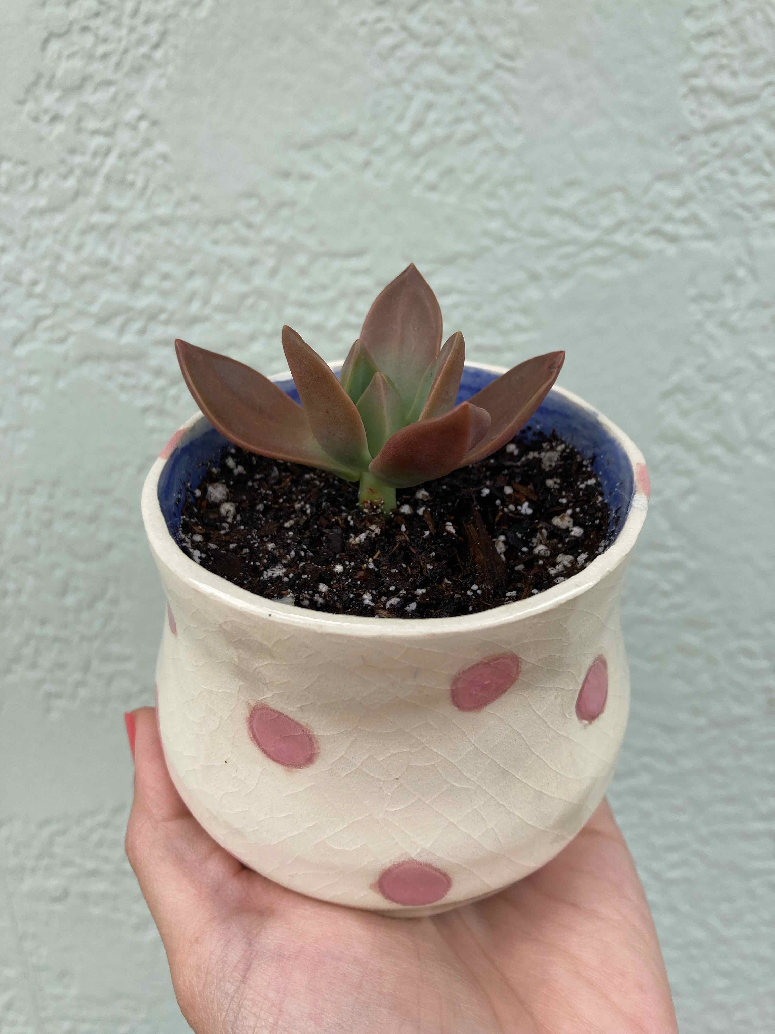 Graptosedum 'California Sunset' succulent in a decorative pot with polka dots, held by a hand.