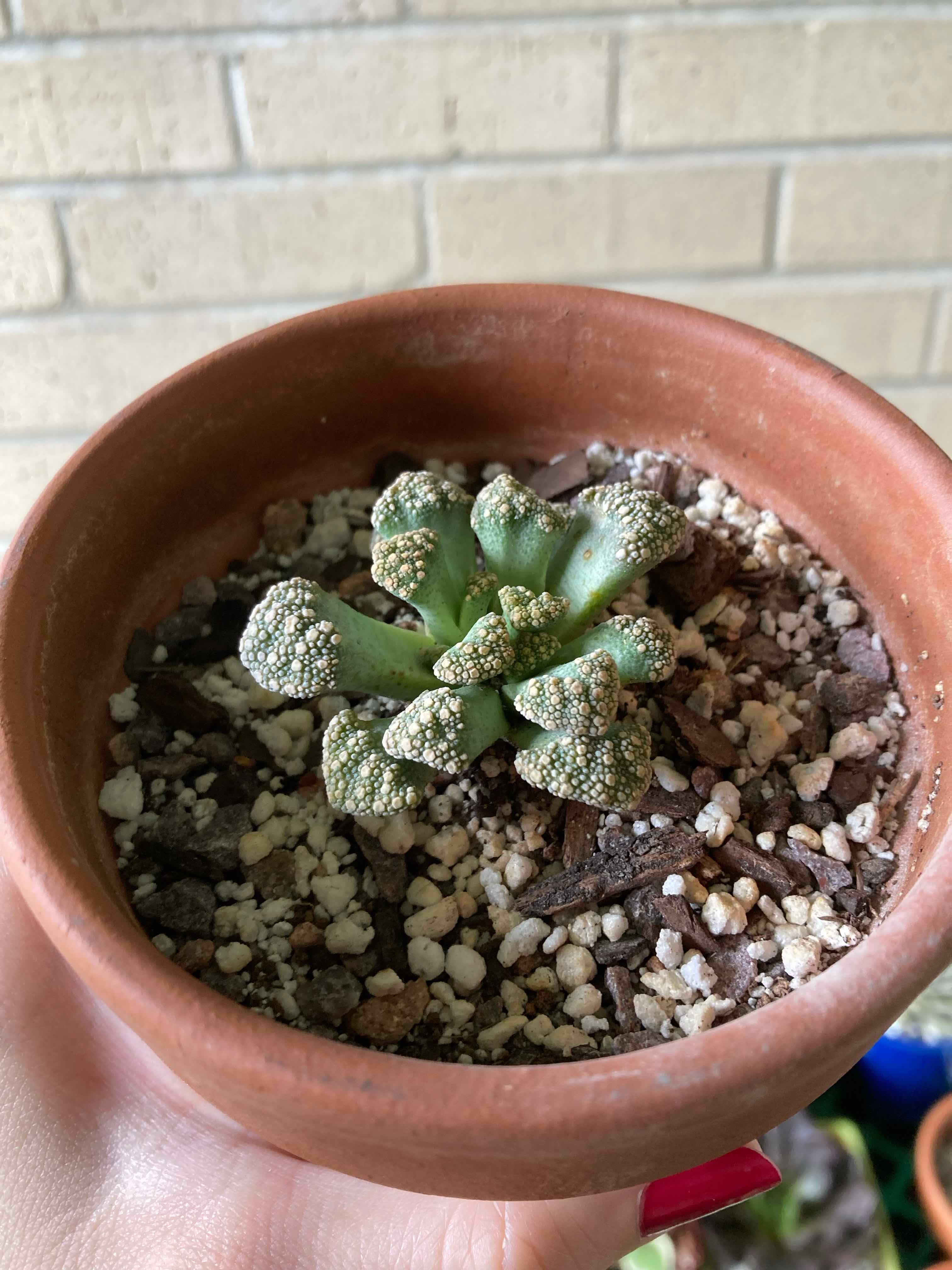 Concrete Leaf Living Stone plant in a terracotta pot with visible soil and some leaf discoloration.