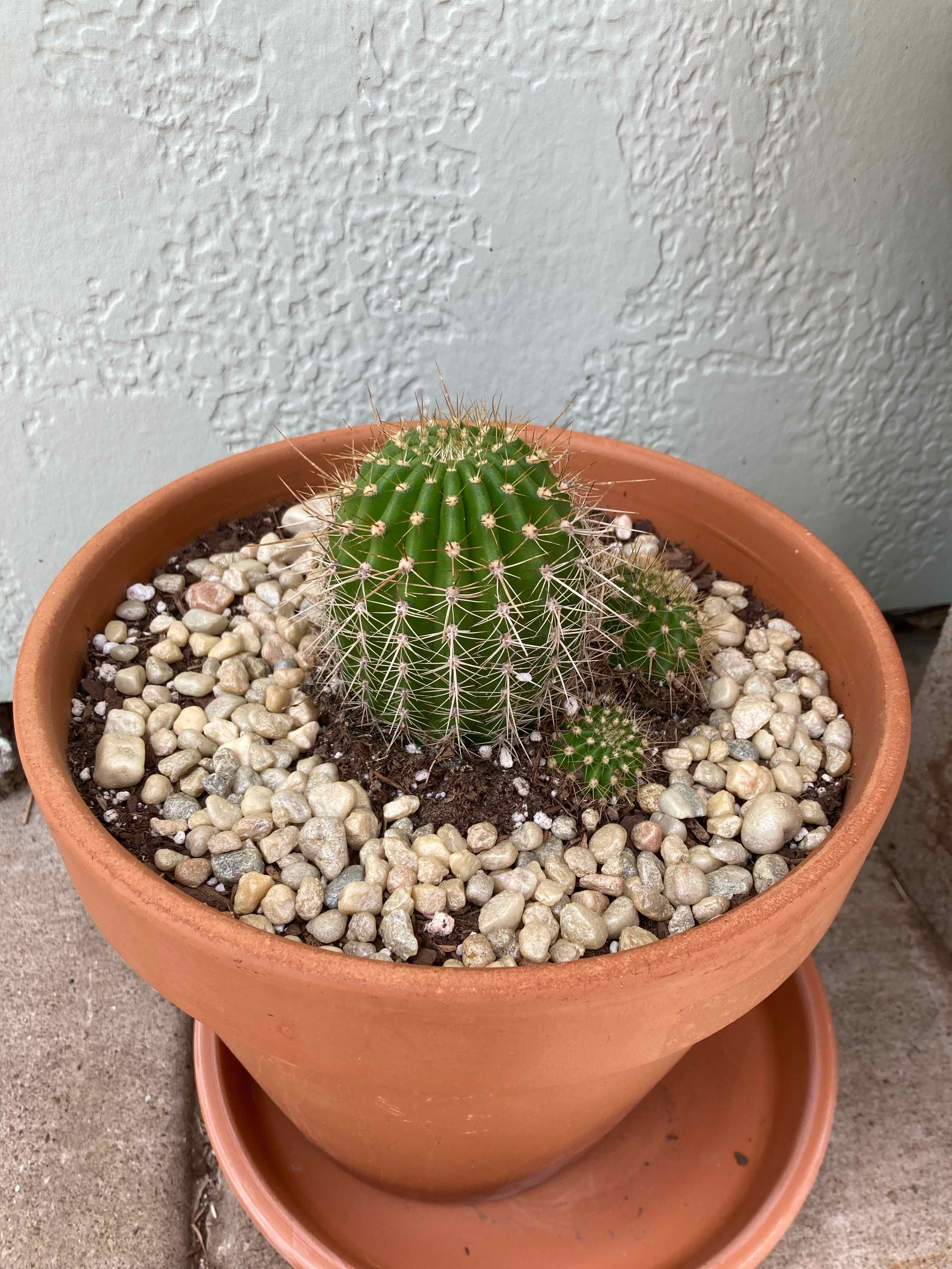 Torch Cactus in a terracotta pot with pebble mulch, appears healthy.