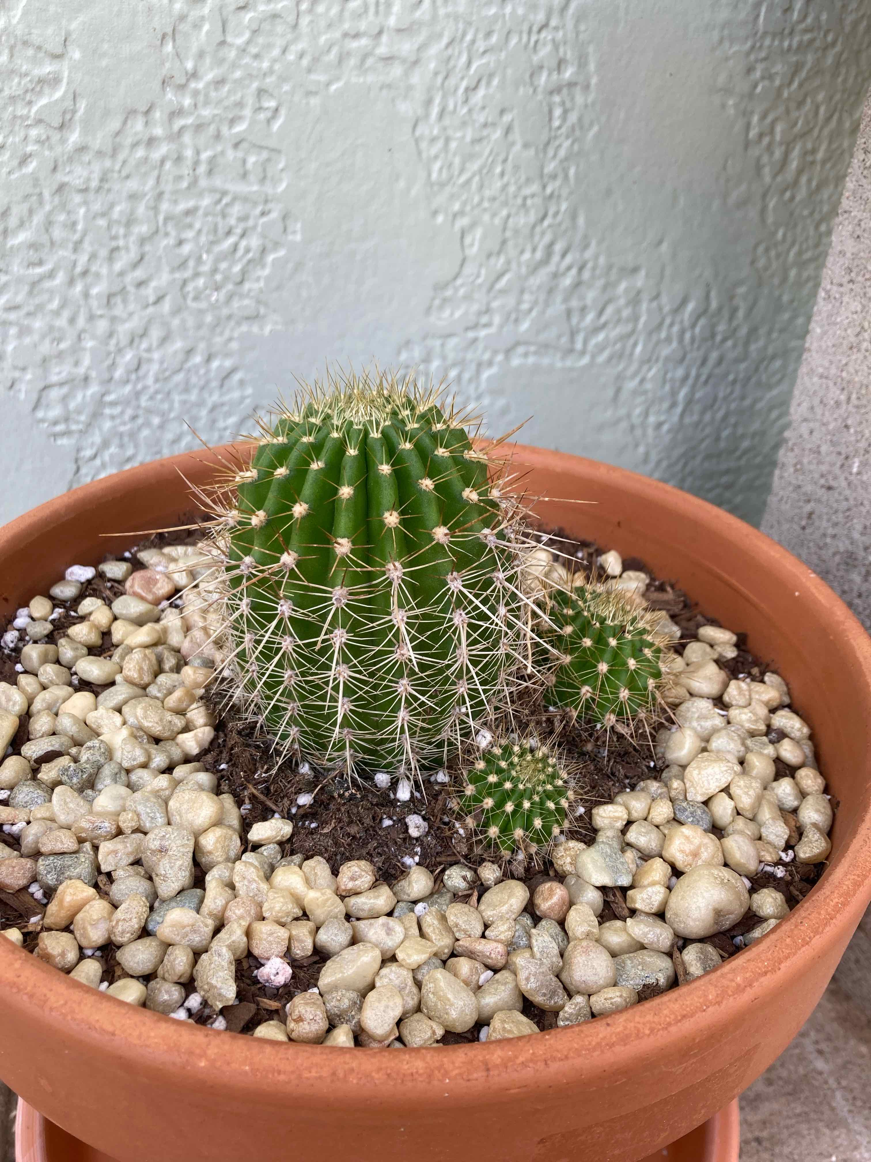 Torch Cactus in a terracotta pot with pebbles, appears healthy.