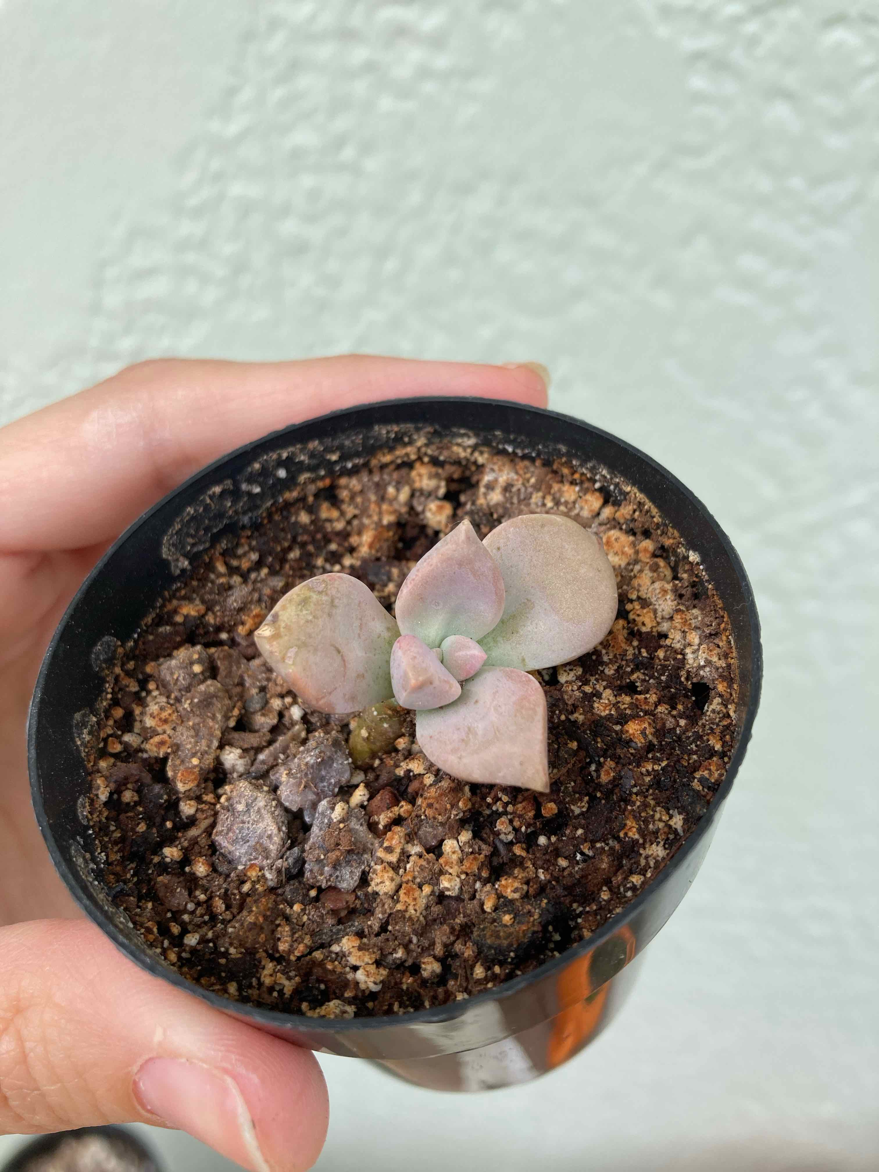 Plant care for Abnormal Spikerush on Greg, the plant care app