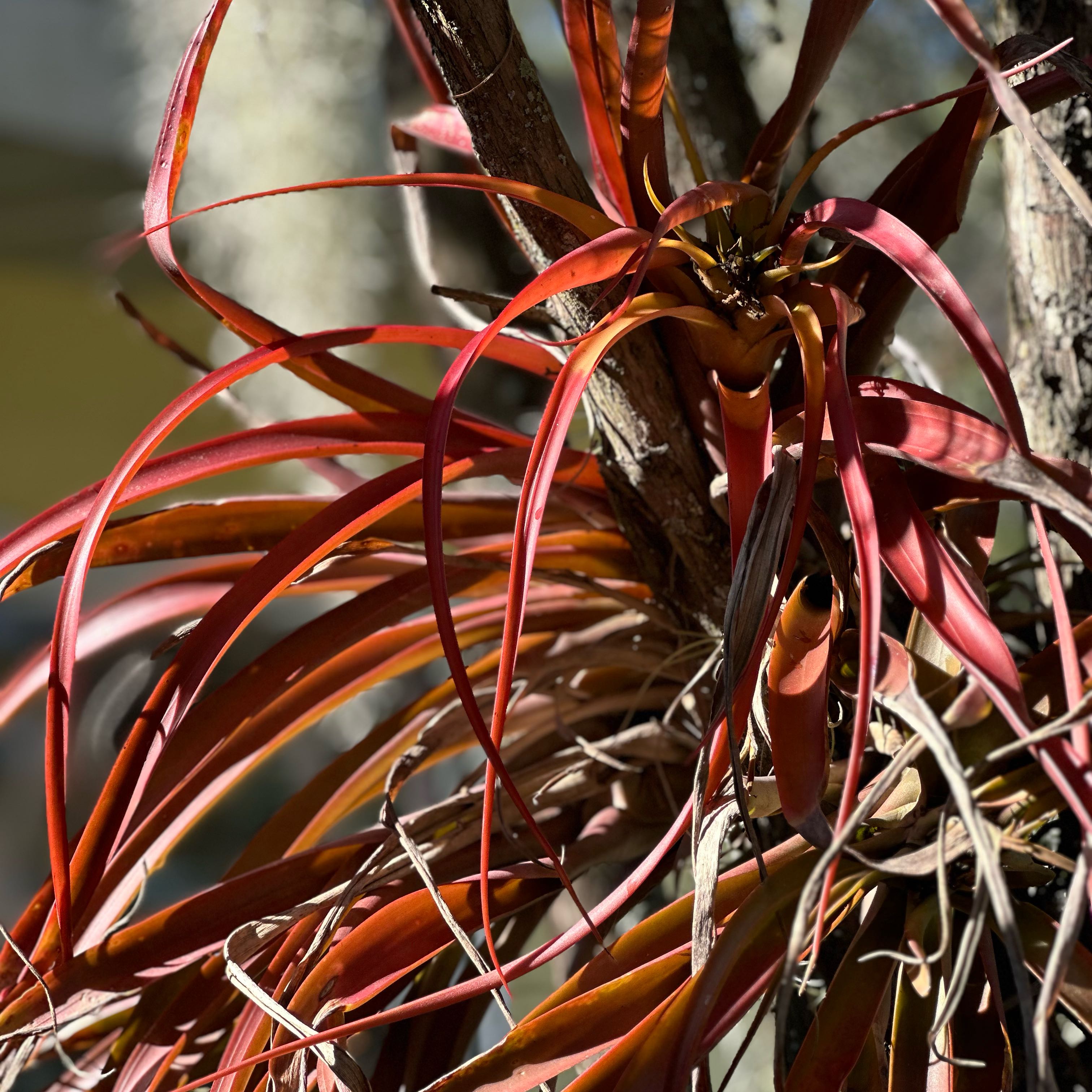 Photo of the plant species Tillandsia Erubescens by @FancyGoosegrass named Harry on Greg, the plant care app
