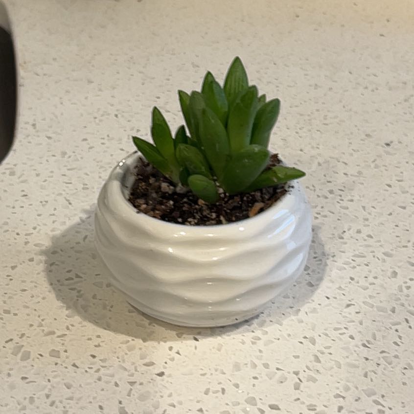 Plant care for Haworthia Kyodai Akasen Lens on Greg, the plant care app