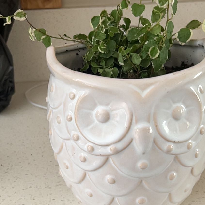 Photo of the plant species Bellis Ficus by @WonderfulGuasca named Delilah on Greg, the plant care app