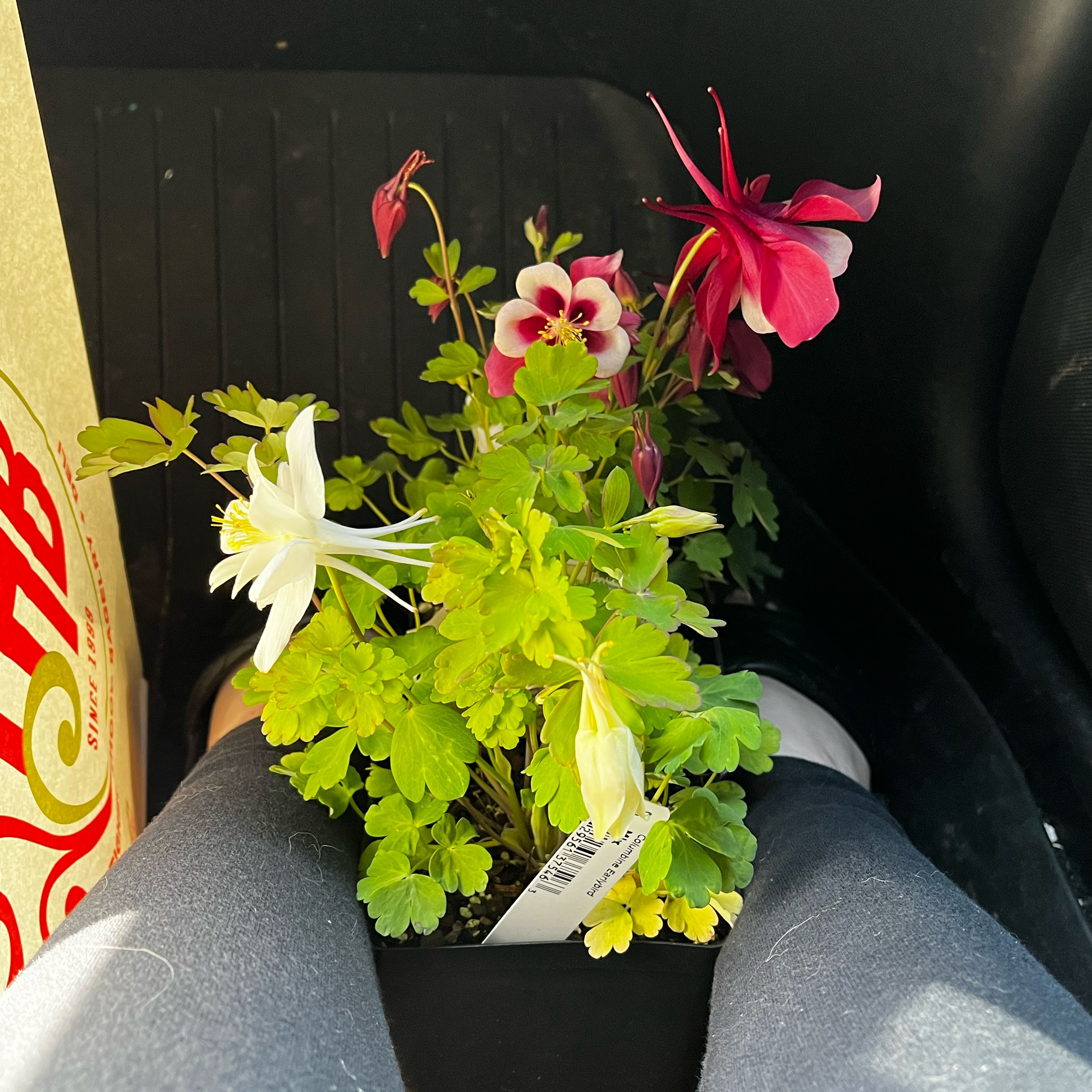 Photo of the plant species Columbine Earlybird by @SilkyLithop named Gobi & tupot on Greg, the plant care app