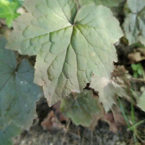 Photo of the plant species Foam Flower by @FragrantChives named Darwin on Greg, the plant care app