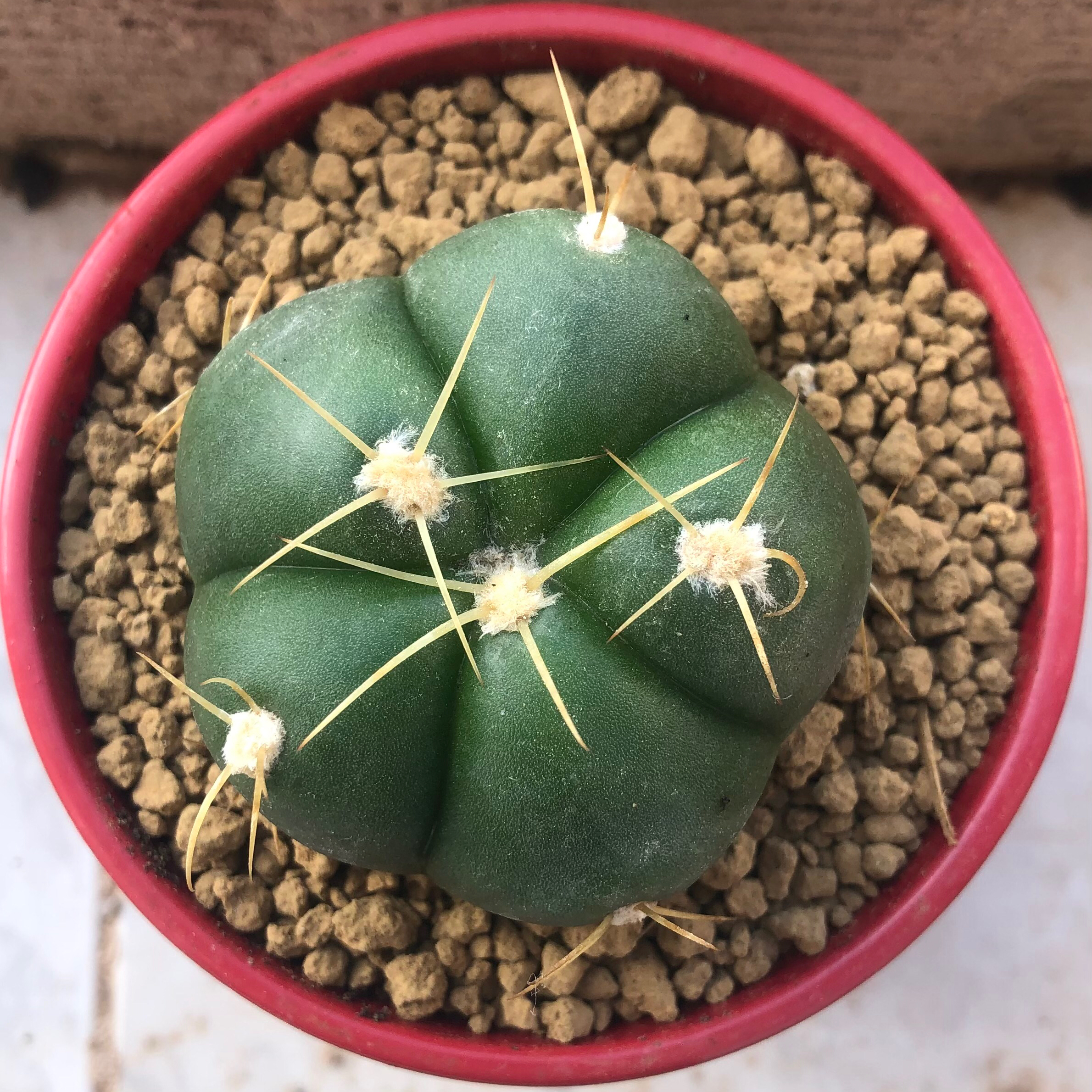 Photo of the plant species Sider Cactus by @cristete named Paolina on Greg, the plant care app