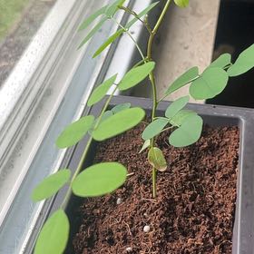 Photo of the plant species Sophora Japonica by @JollyFiresticks named Remington on Greg, the plant care app