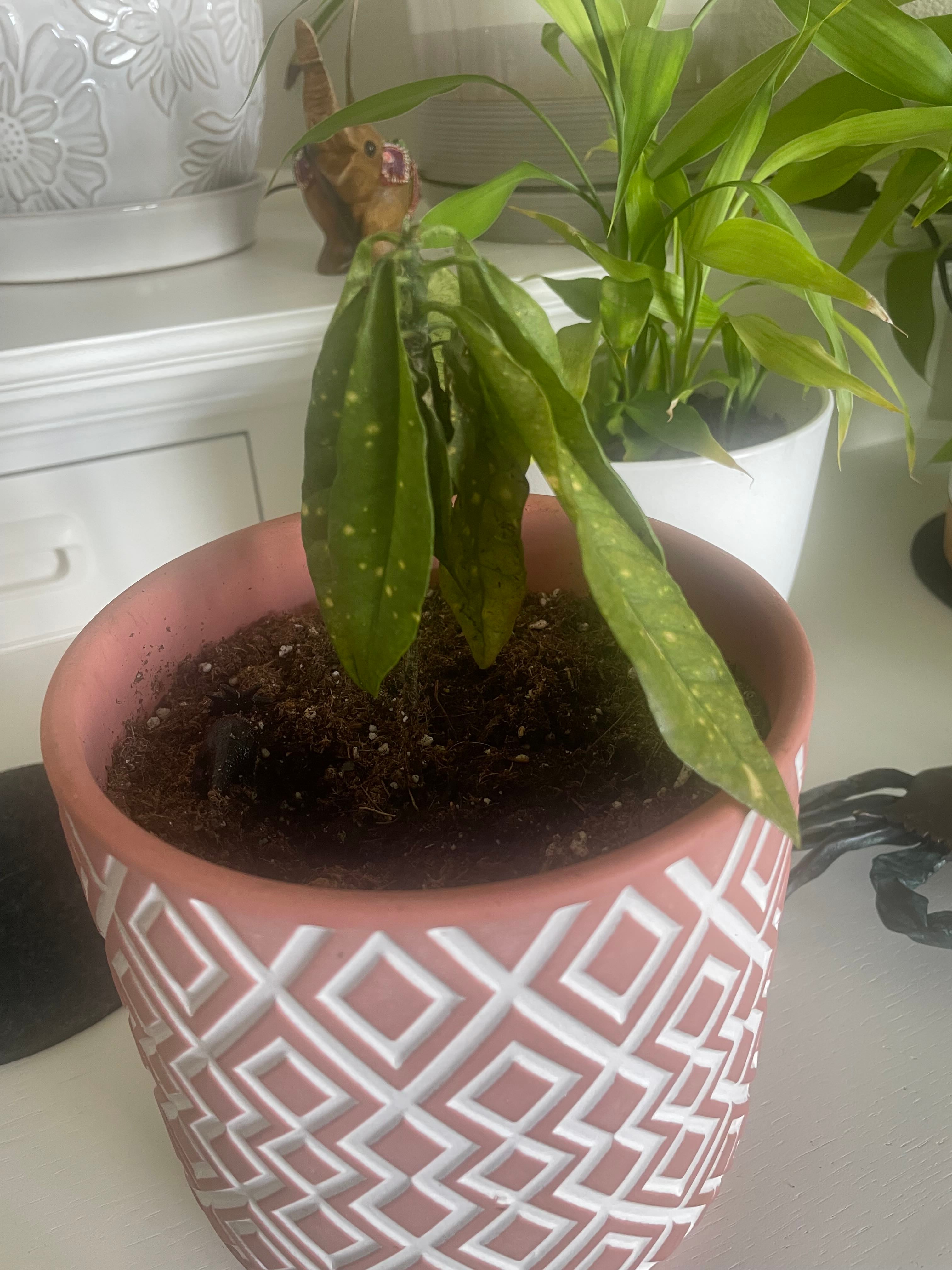 Croton 'Curly Boy' A Perennial Plant