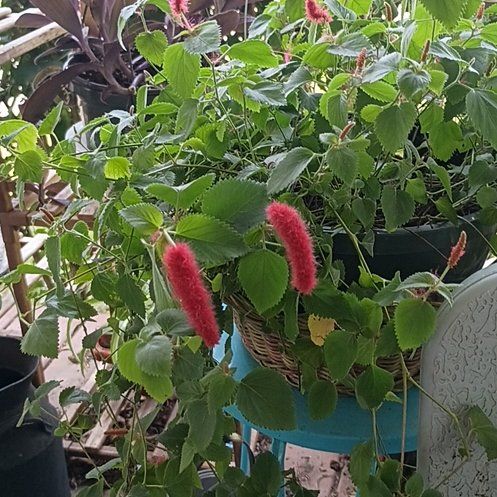 Photo of the plant species Chenille Plant by @DoneseA named Dolores on Greg, the plant care app