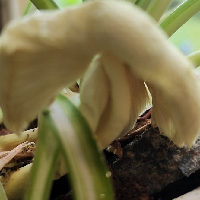 Photo of the plant species Spring Snowflake by @ElderHeartleaf named Lavender on Greg, the plant care app