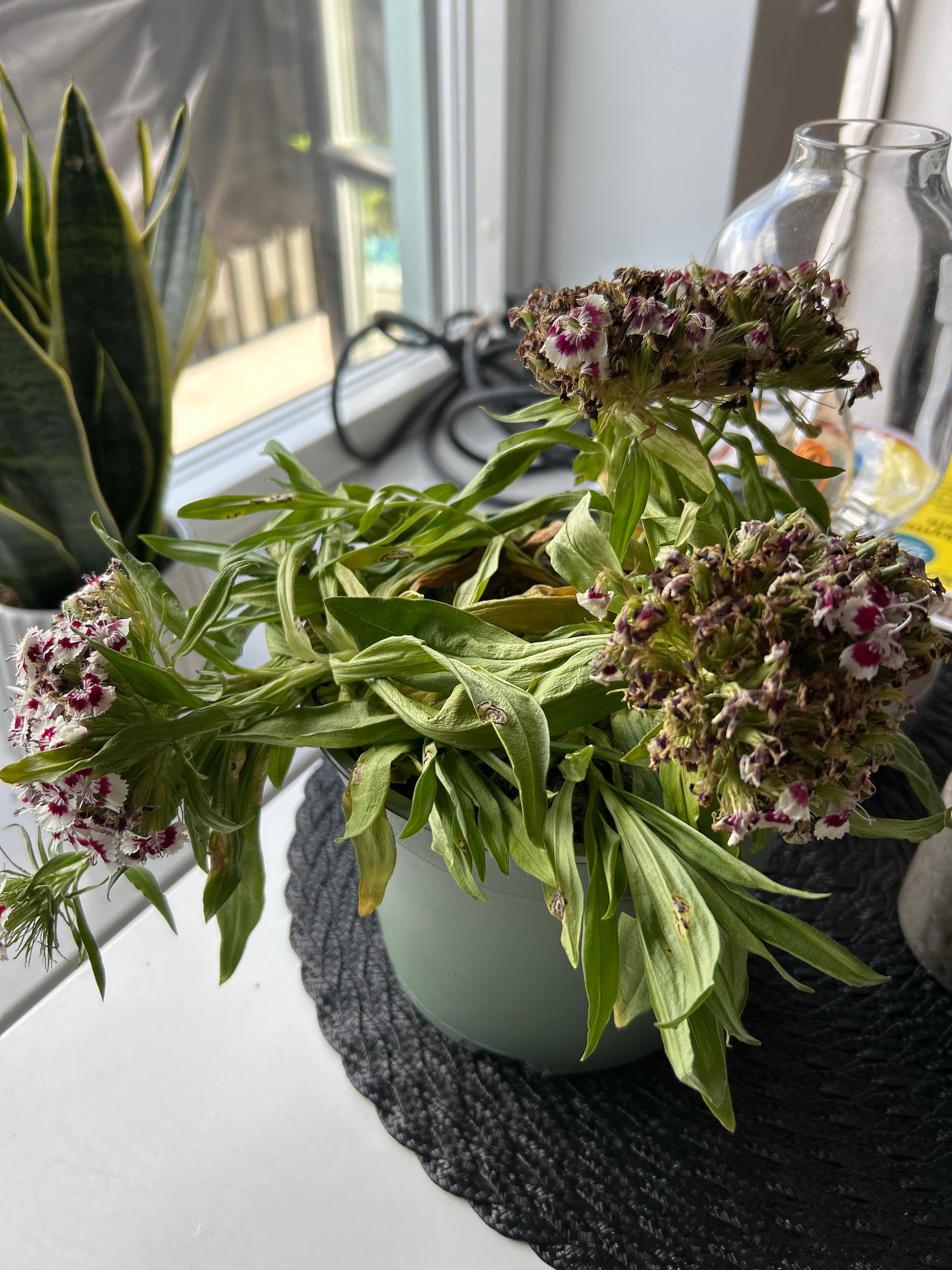 Dianthus 'Evening Star' Care 101 Water, Light & Growing Tips