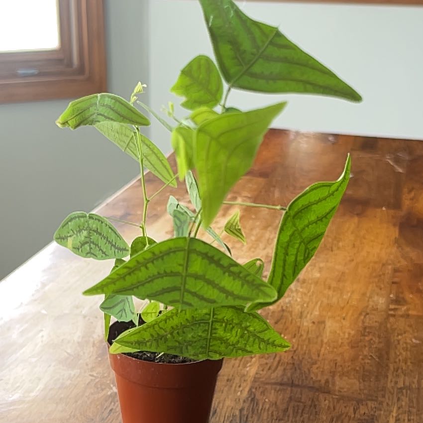 Photo of the plant species Red Butterfly Wing by @CopiousRutabaga named Elina on Greg, the plant care app
