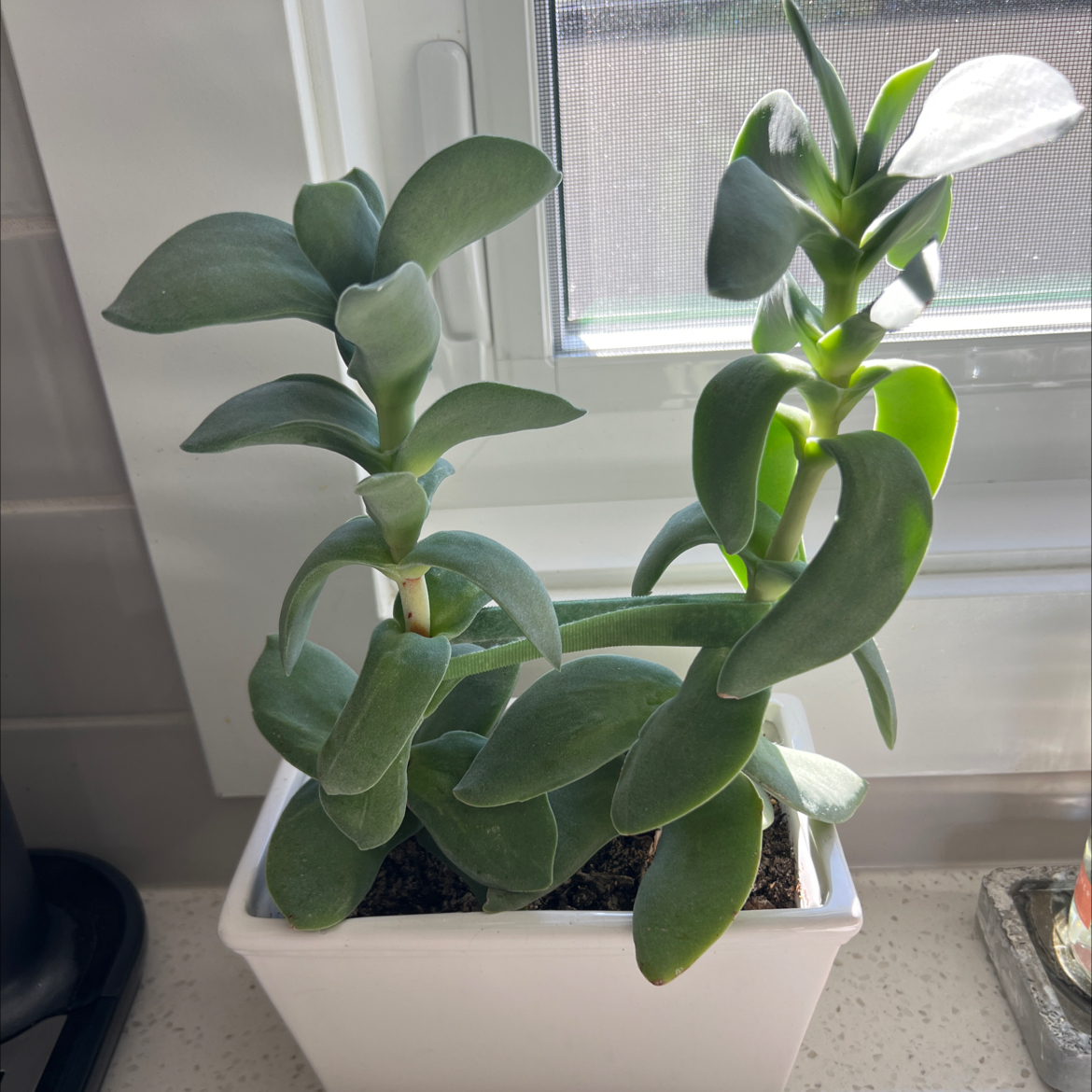 Healthy Airplane Plant in a white pot on a windowsill with green leaves.