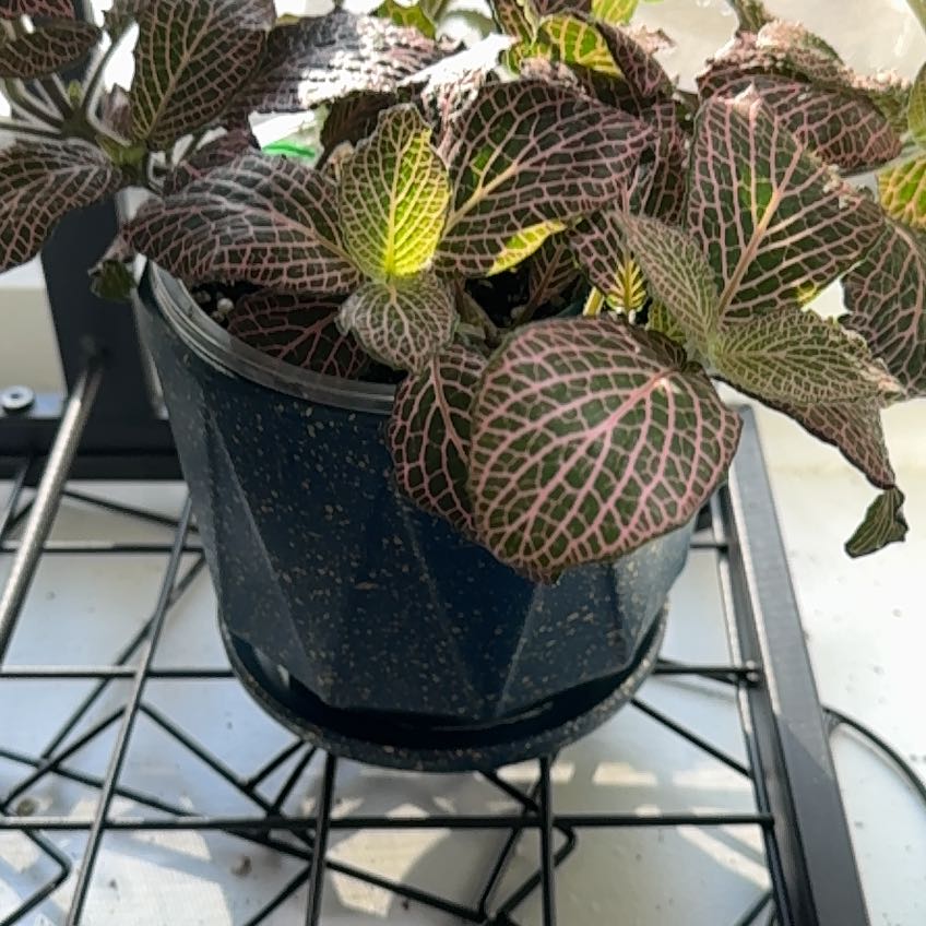 Photo of the plant species Nerve plant 'Juanita Red' by @FabulousEncina named Sol on Greg, the plant care app