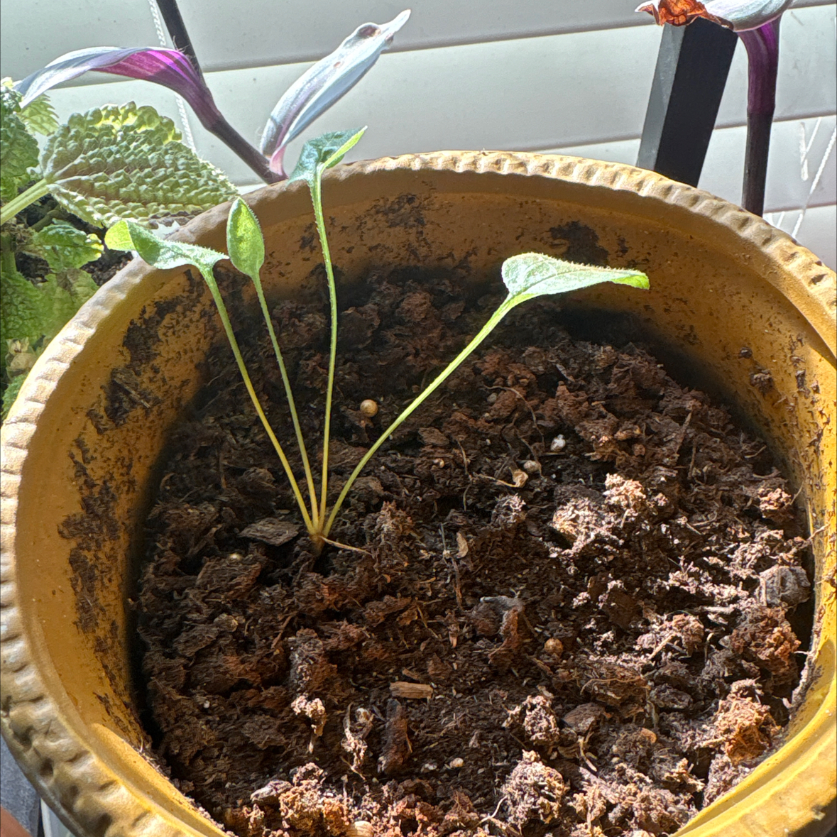 Photo of the plant species Shady Wildflower Mix by @SilkyAzurebluet named Sherlock on Greg, the plant care app