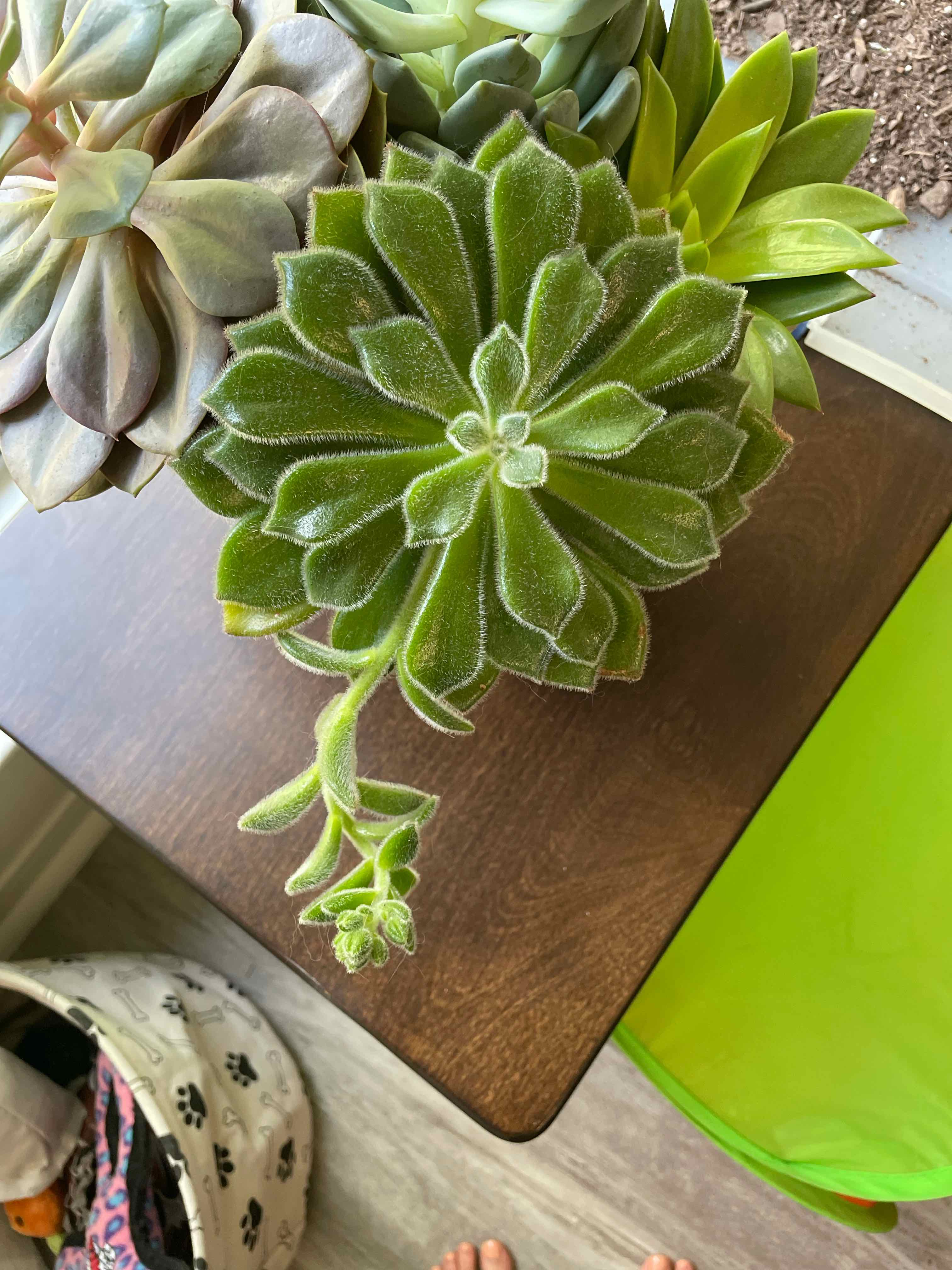Woolly Rose plant with green, fuzzy leaves on a wooden surface.