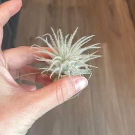 Photo of the plant species Snowball Air Plant by @Megansjungle named Remington on Greg, the plant care app