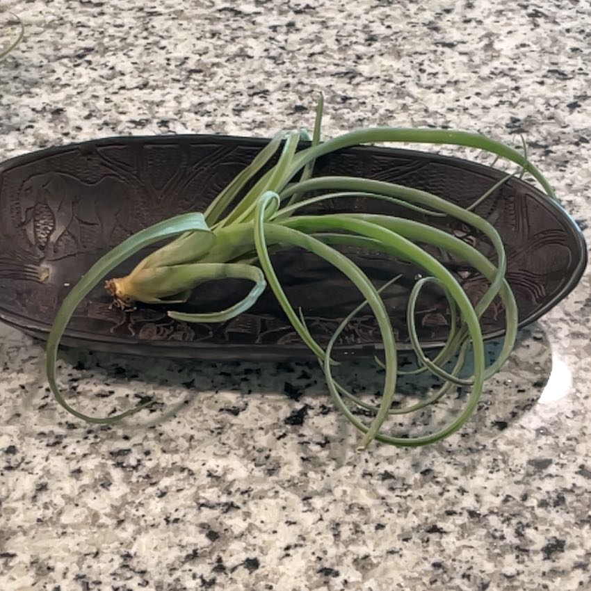 Photo of the plant species Curly Slim Air Plant by @Megansjungle named Oscar on Greg, the plant care app