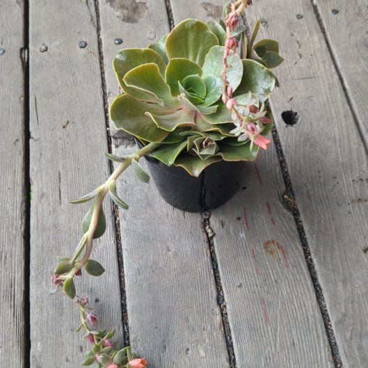 Photo of the plant species Echeveria 'Fireglow' by @FamouslyMorombe named Prince on Greg, the plant care app