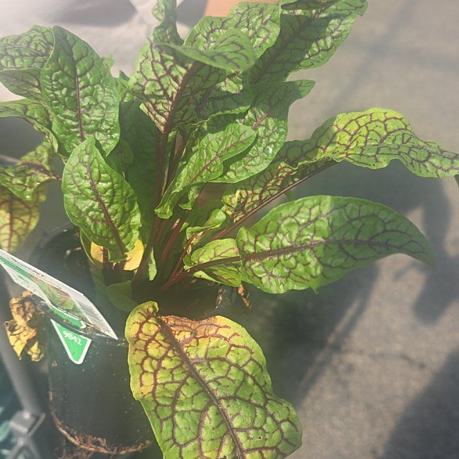 Photo of the plant species Redvein Dock by @PrinceCherryred named Mochi on Greg, the plant care app