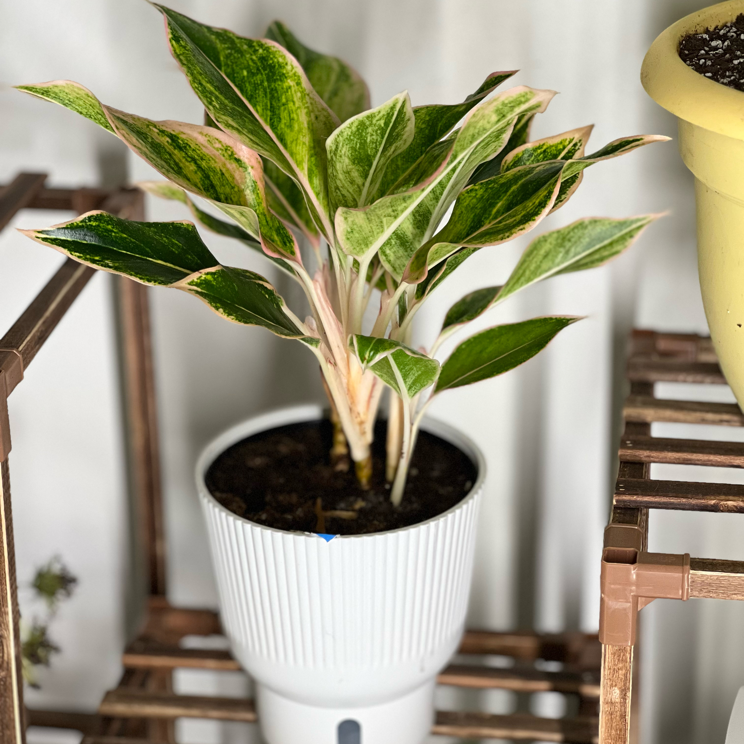 Photo of the plant species Siam Pink Chinese Evergreen by @itsdesiree_ named princess peach on Greg, the plant care app