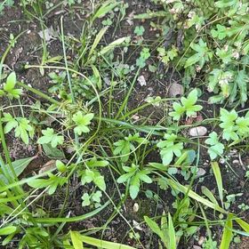 Photo of the plant species Smallflower Nemophila by @CuddlyWaxivy named Denali on Greg, the plant care app