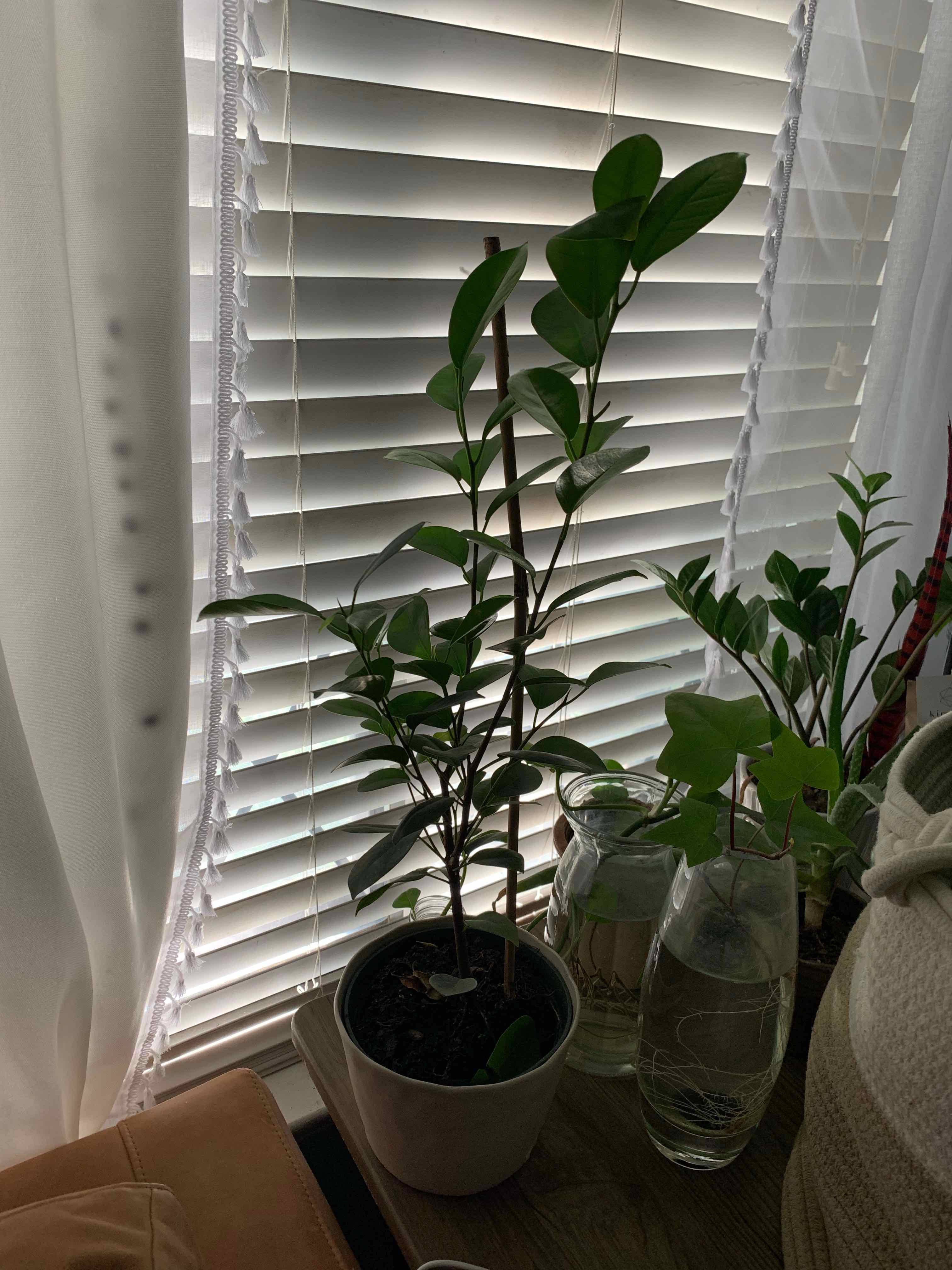 Ficus Moclame plant indoors near a window with blinds, healthy green leaves.