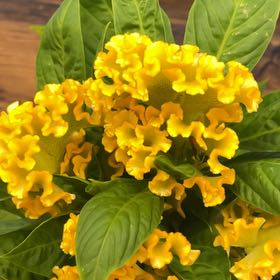 Photo of the plant species Celosia Twisted yellow by @TotalWormplant named Daphne on Greg, the plant care app