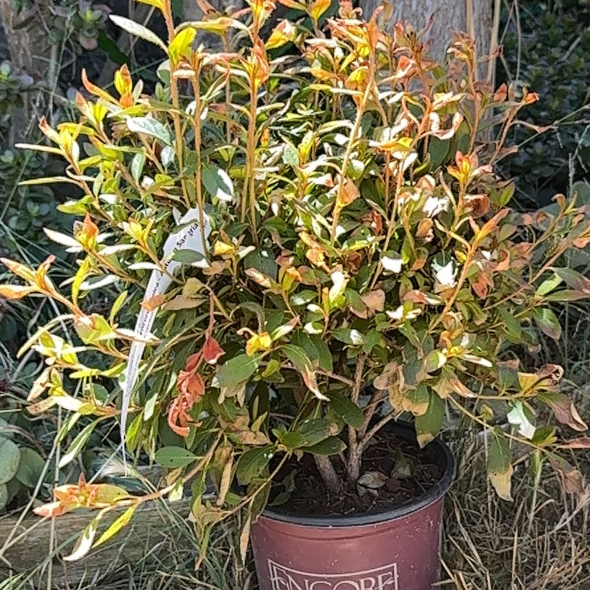 Photo of the plant species Encore Autumn Embers Azalea by @ZestfulFreesia named Willow on Greg, the plant care app