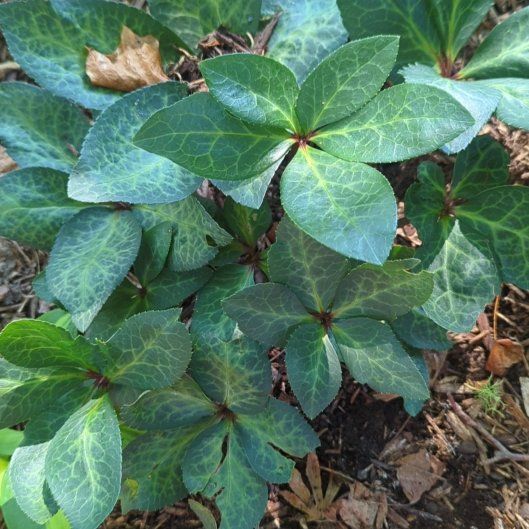 Photo of the plant species Christmas Rose by @FairThesickener named Orlando Bloom on Greg, the plant care app