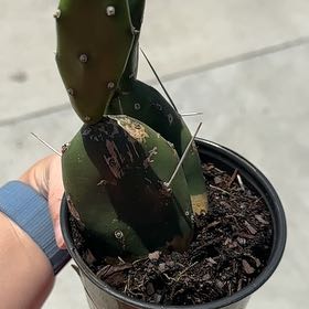 Photo of the plant species Assorted Opuntia by @PetDragonarum named Taylor Swift on Greg, the plant care app