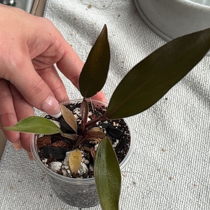 Photo of the plant species Philodendron Royal Queen by @BiggestJonquil named Doja Cat on Greg, the plant care app