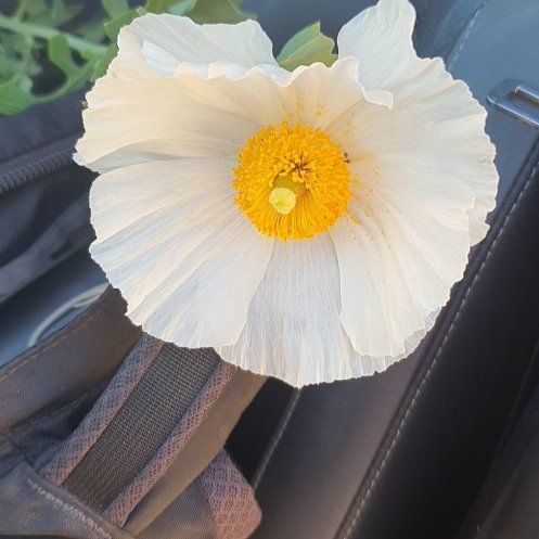 Photo of the plant species Coulter's Matilija Poppy by @DapperSourwood named Marilyn on Greg, the plant care app