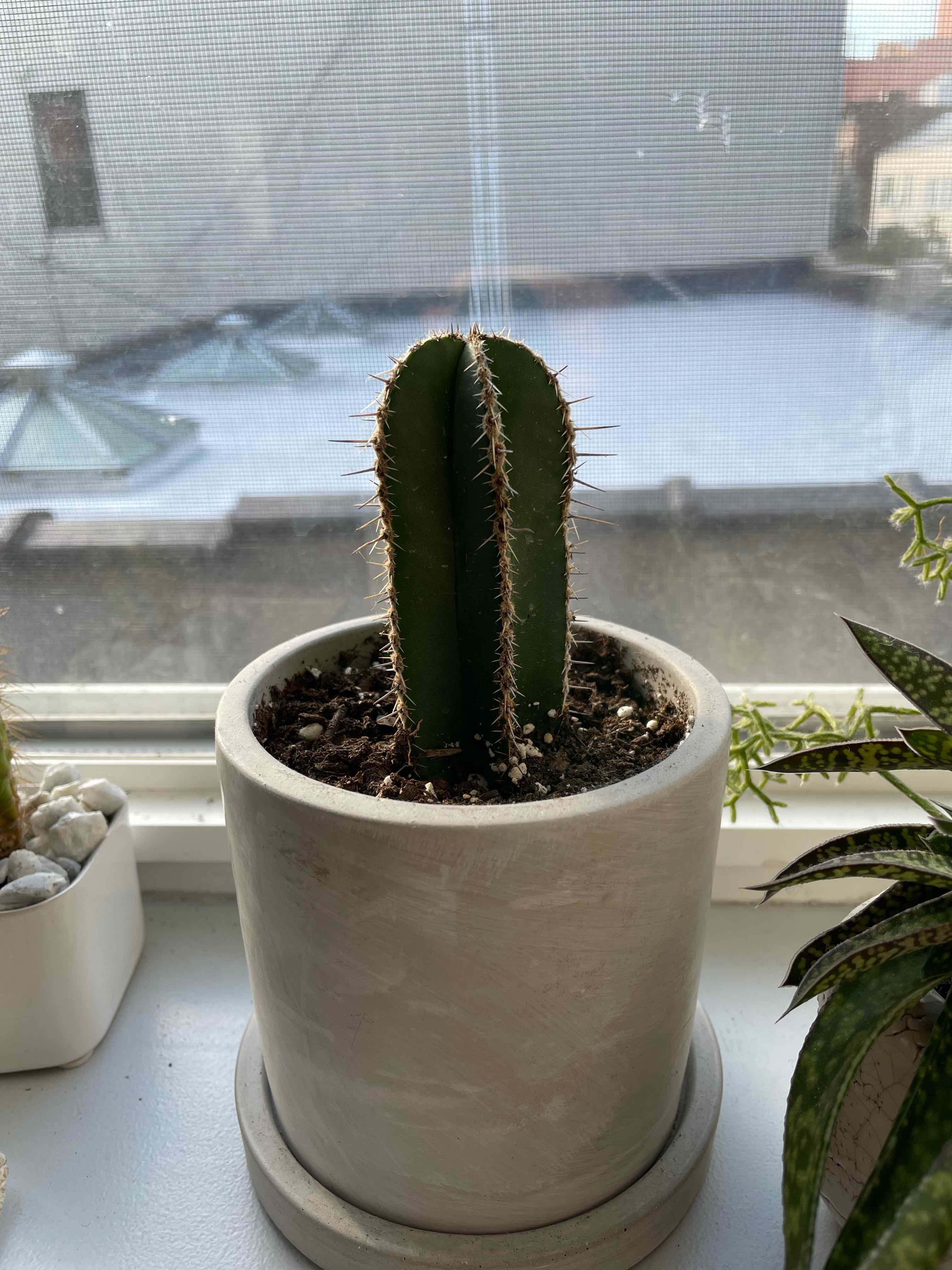 Mexican Fence Post Cactus in a pot on a windowsill, appears healthy with visible soil.