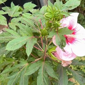 Photo of the plant species Eastern Rosemallow by @FabHairypuccoon named Drake on Greg, the plant care app