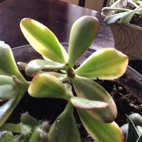Photo of the plant species 'Lemon & Lime' Jade Plant by @GaietyIroncross named Daphne on Greg, the plant care app