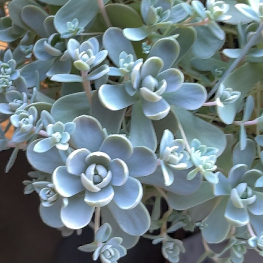 Photo of the plant species Chinese Dunce Cap by @LucidAloepepe named Baesil on Greg, the plant care app