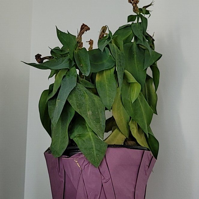 Photo of the plant species Texas bluebells by @HolyBaybean named Michelle Branch on Greg, the plant care app